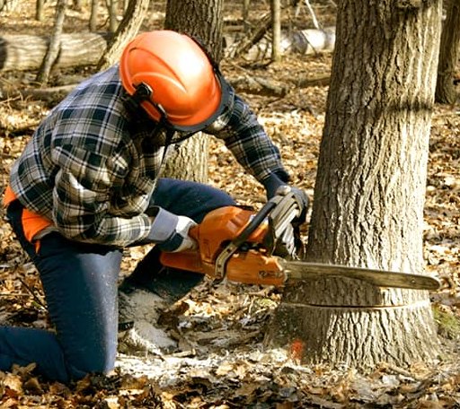 Tree Removal in Norwich, VT